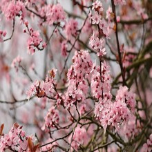 LA RECTITUD Y EL PECADO (PARTE 2 DE 2): EL PECADO Y LA CONCIENCIA HUMANA