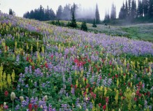 Chapitre 23, Al-Mou’minoun (Les croyants)