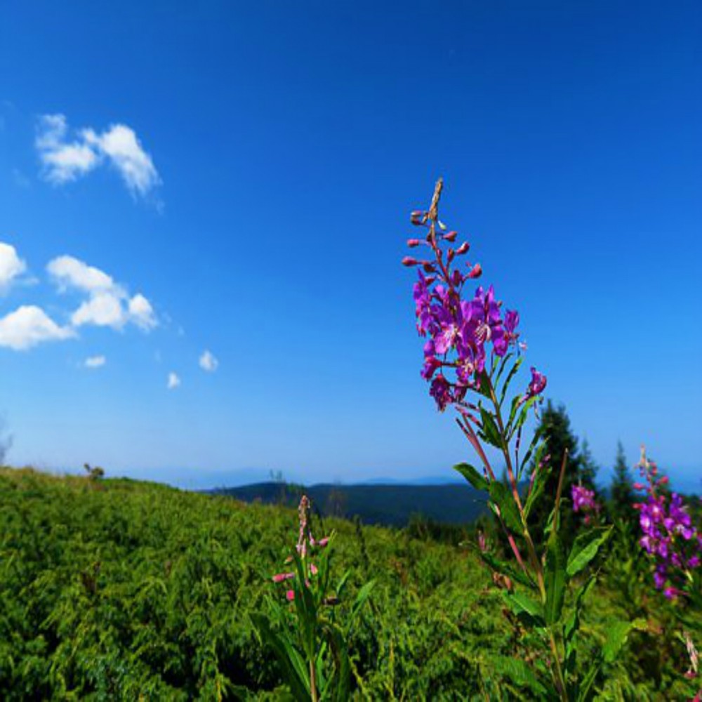 अल्लाह की पनाह (शरण) मांगा करो आज़माइश (आफत) की दुश्वारी से