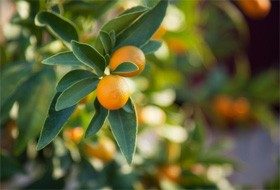 La santé en islam (partie 3 de 4) : Le régime alimentaire et la nutrition