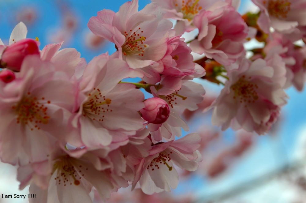 Ang Buod na Kwento ni Maria