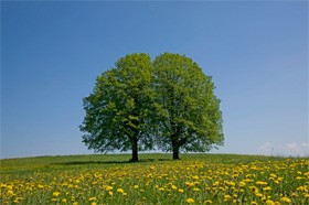 Ano ang Limang Haligi ng Islam