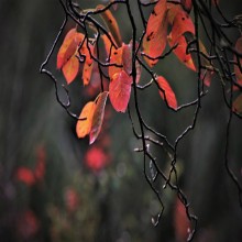 (1) पहली वसियत: शादी में आने वाले लोग दूल्‍हा-दुल्‍हन के लिए दुआ़ करें