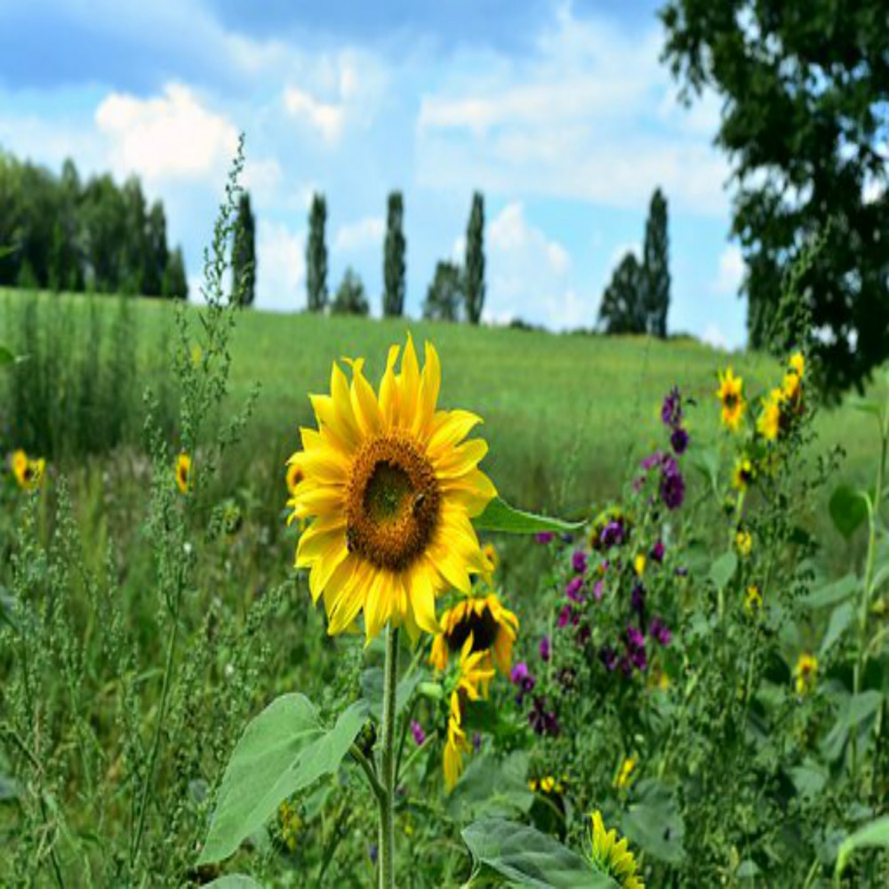 《古兰经》的故事（4/4）：现在之《古兰经》与未来