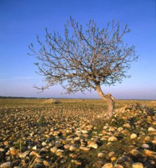 圣经否认耶稣的神性（3/7）： 耶稣不是全能,也非全知