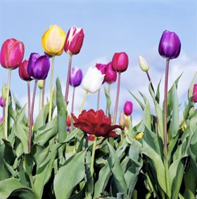 伊斯兰是妇女解放的必由之路（1/2）：伊斯兰给予妇女应有的权利