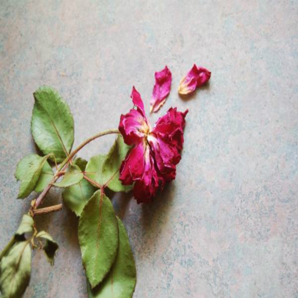 Истинное счастье и внутренний покой